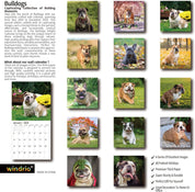 Windrio 2025 Wall Calendar – Bulldogs Theme, January to December 2025, 12" x 24" Opened