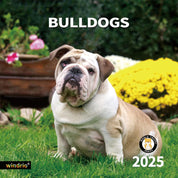 Windrio 2025 Wall Calendar – Bulldogs Theme, January to December 2025, 12" x 24" Opened